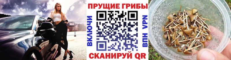 Псилоцибиновые грибы прущие грибы  Высоцк 